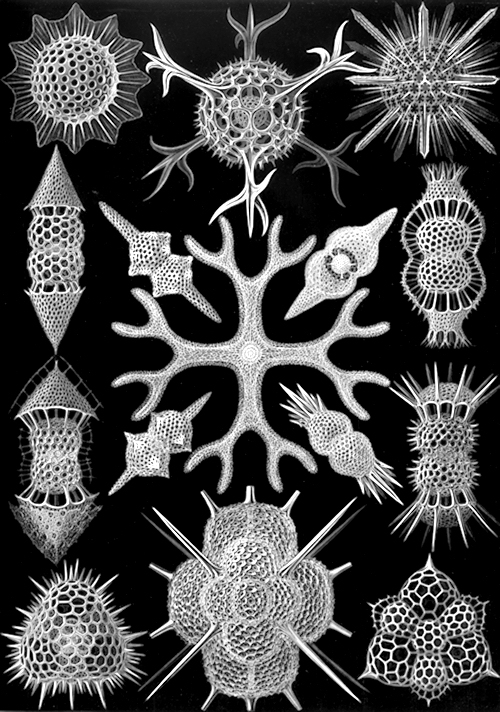 Scientific Art by Ernst Haeckel